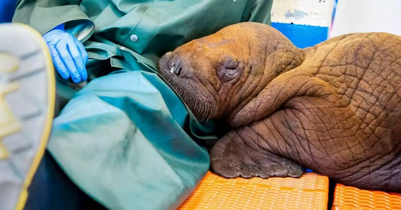 Orphaned baby walrus needs 'round-the-clock cuddling' to survive