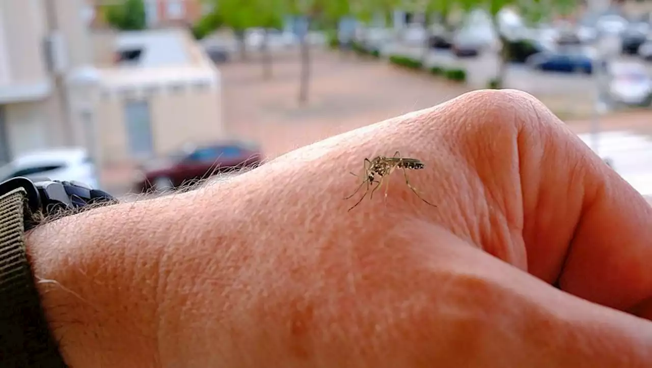 Pourquoi les moustiques nous piquent-ils à l’heure de l’apéro ?