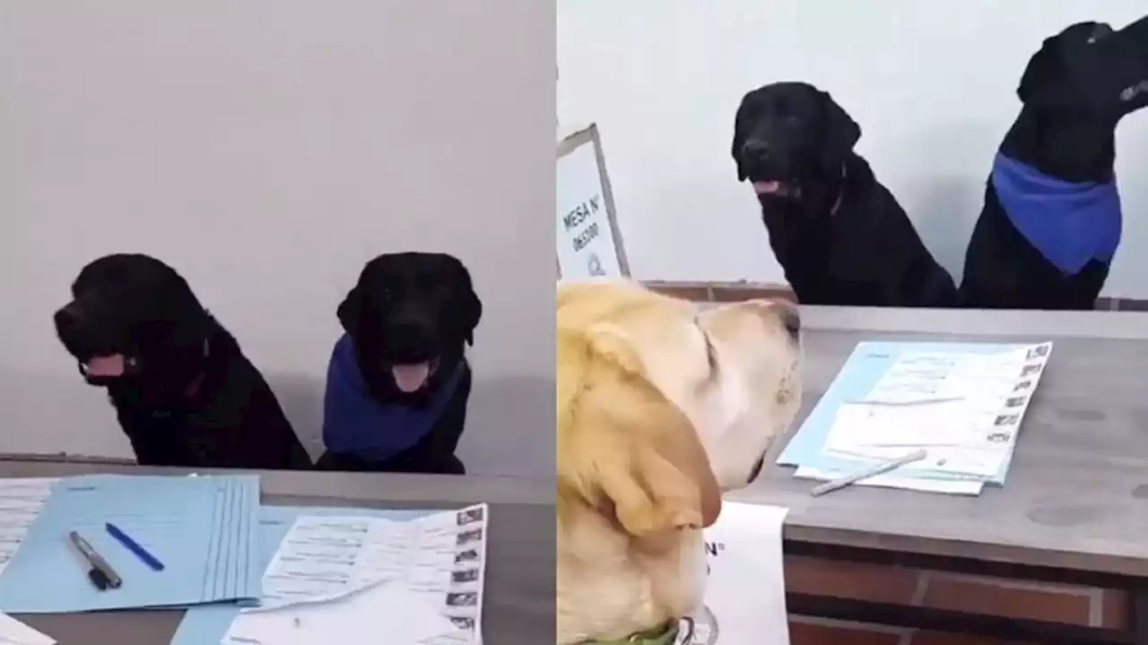 El tutorial viral sobre cómo votar en las PASO protagonizado por un perro que hasta cuenta su elección