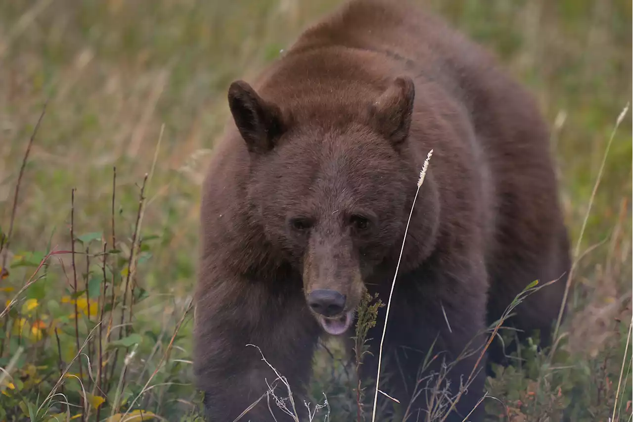 Black bear shot and killed by Montana man in living room after break-in