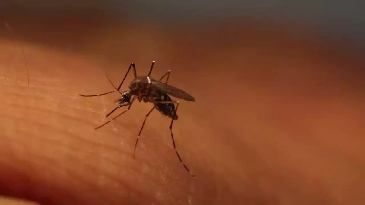 Here's how to treat those itchy mosquito bites