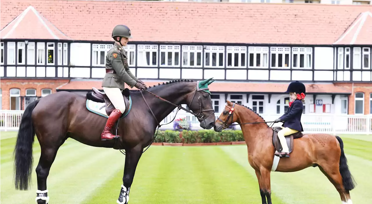 Dublin Horse Show: Horses ‘worth over a billion to the economy now’