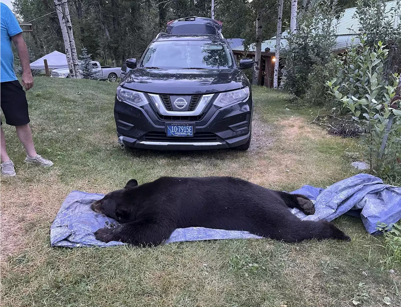 Black bear shot and killed by Montana man in his living room after break-in