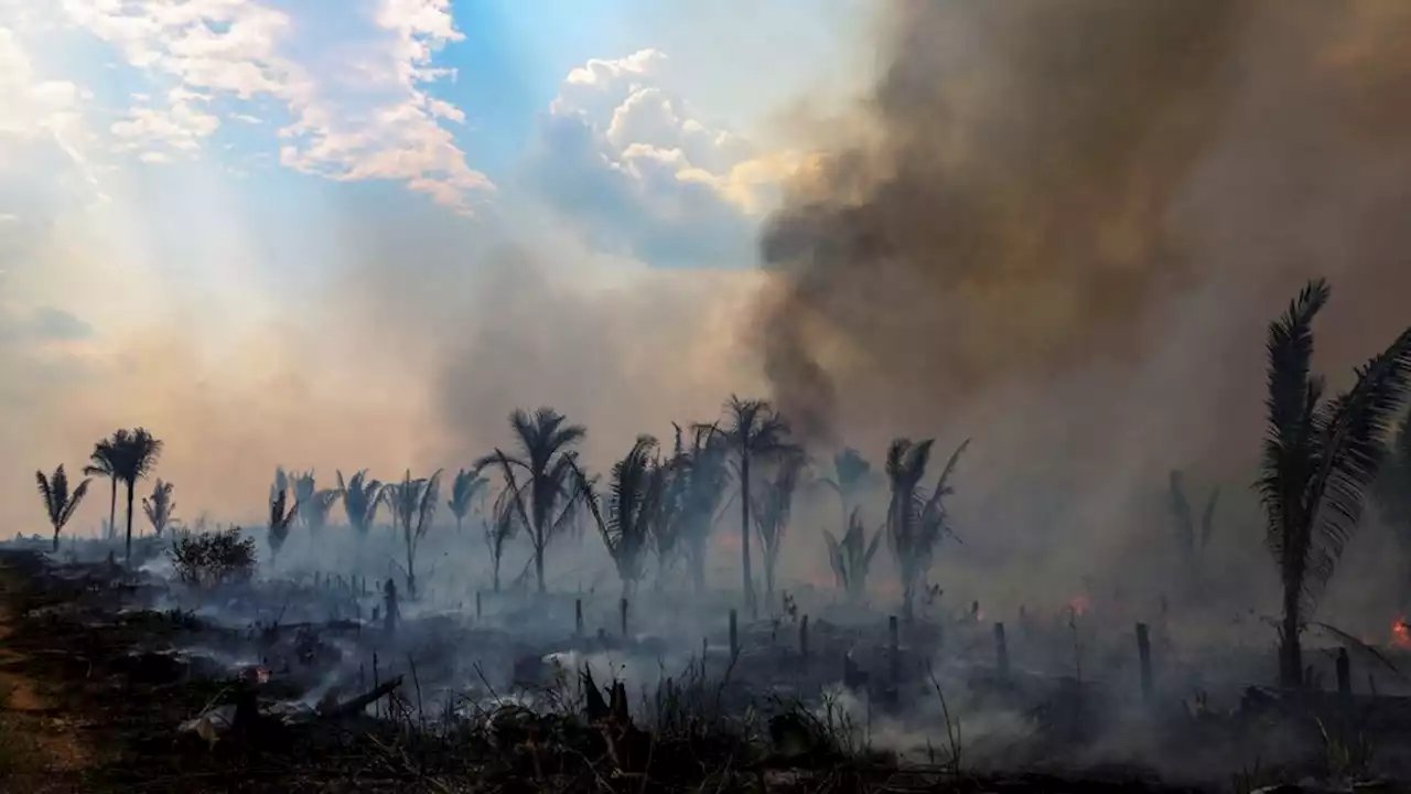 Lula presidirá la cumbre regional para frenar destrucción de la Amazonía | Reunión de los ocho países amazónicos