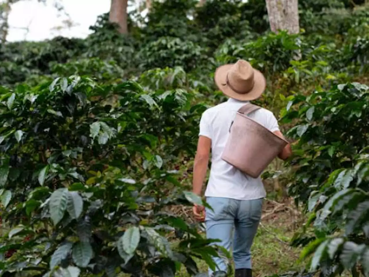 Compra de tierra y pulso cafetero, ejes en el agro