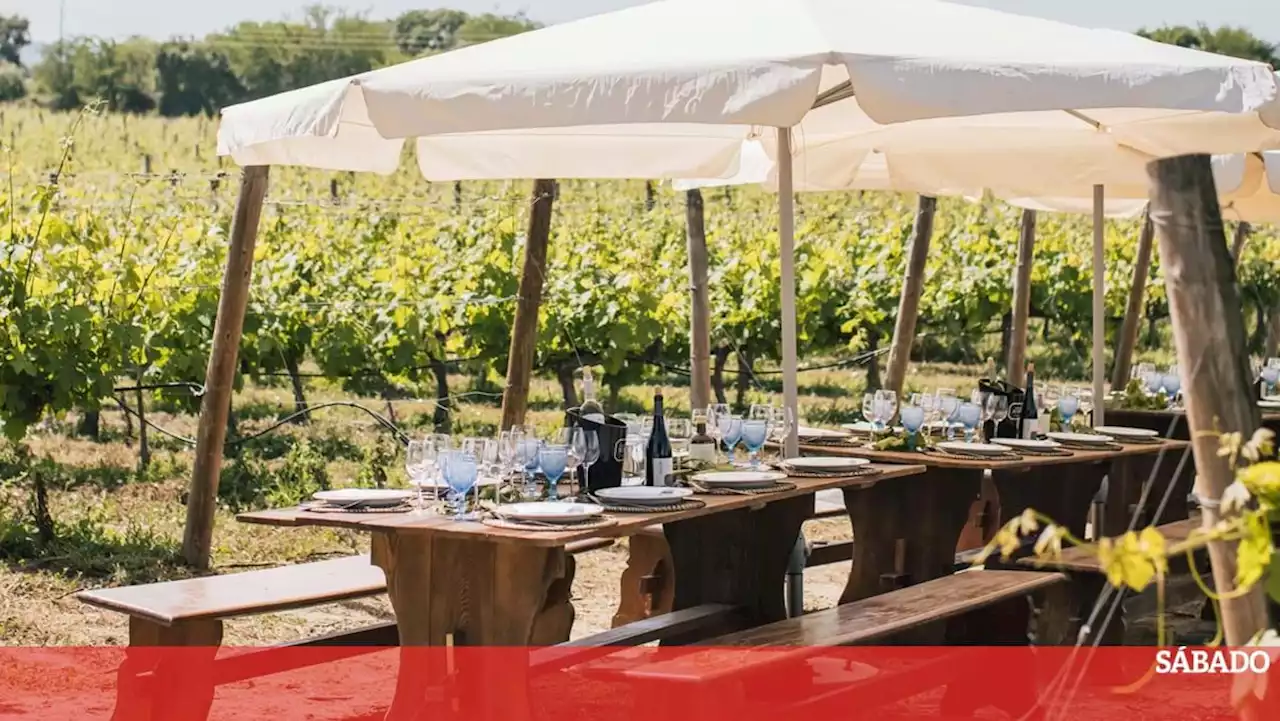 Vinhos que combinam com sol: os brancos e rosés deste verão