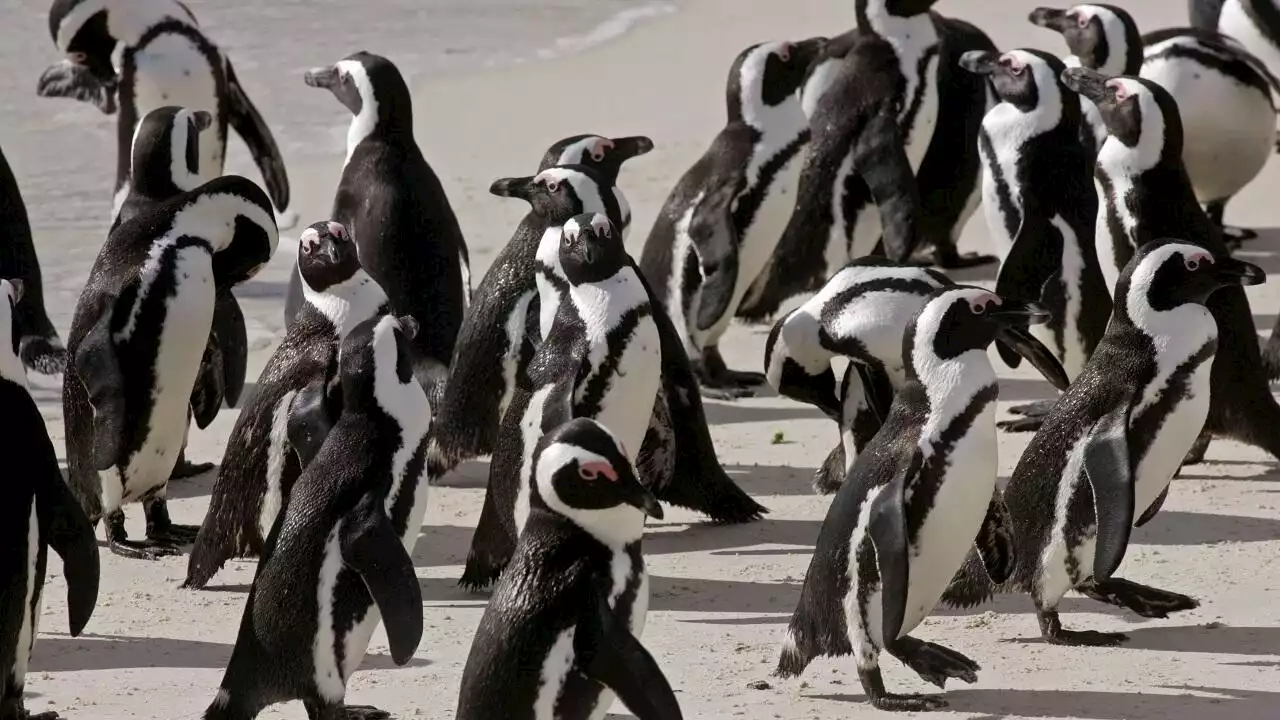 Afrique du Sud: des restrictions de pêche pour sauver les manchots du Cap