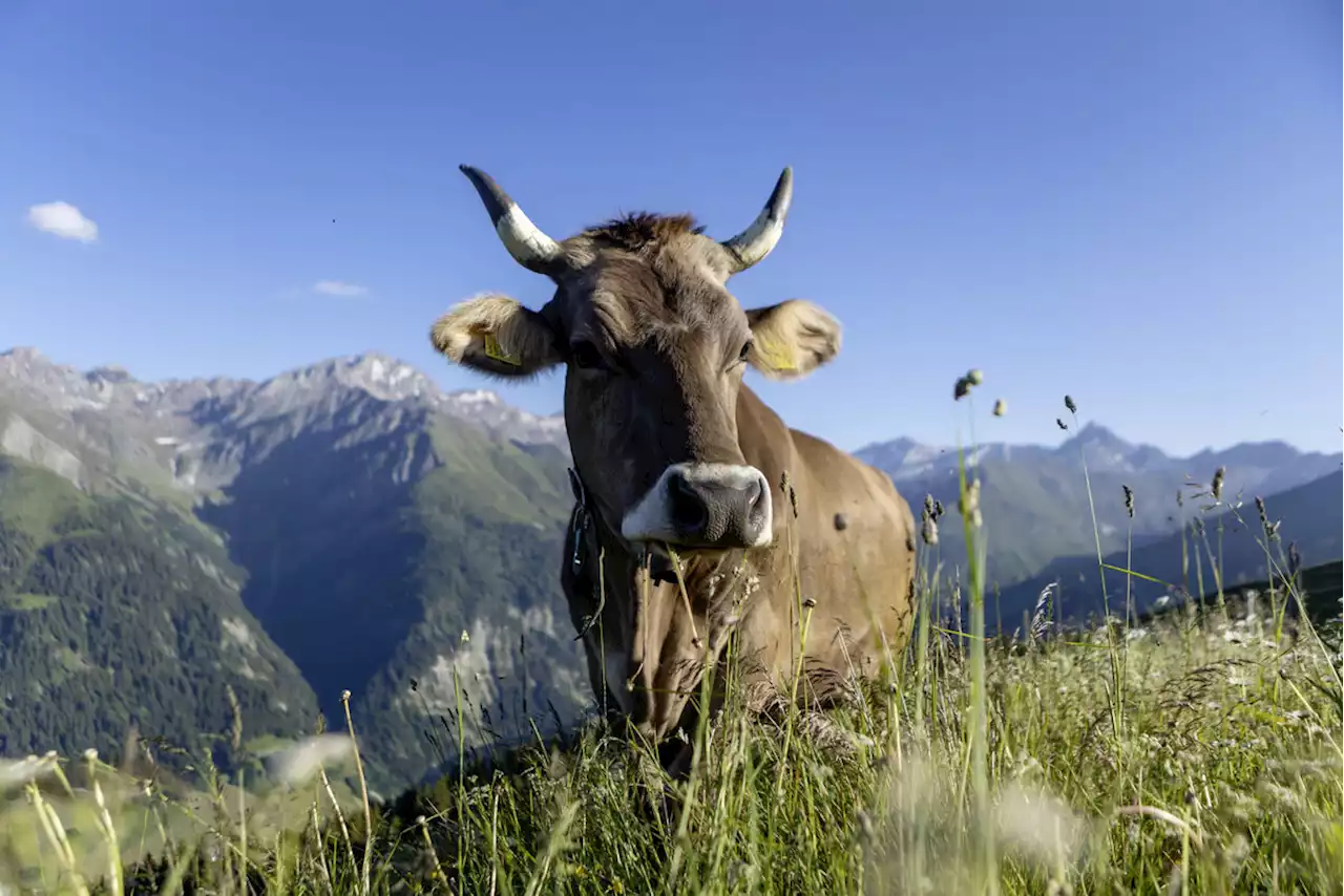 «Die Kuh ist keine Klimakillerin»