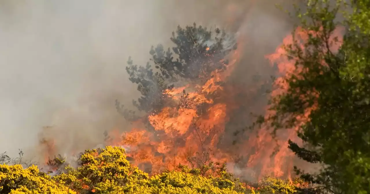 Chamas já consumiram 6 mil hectares em Castelo Branco e Proença-a-Nova