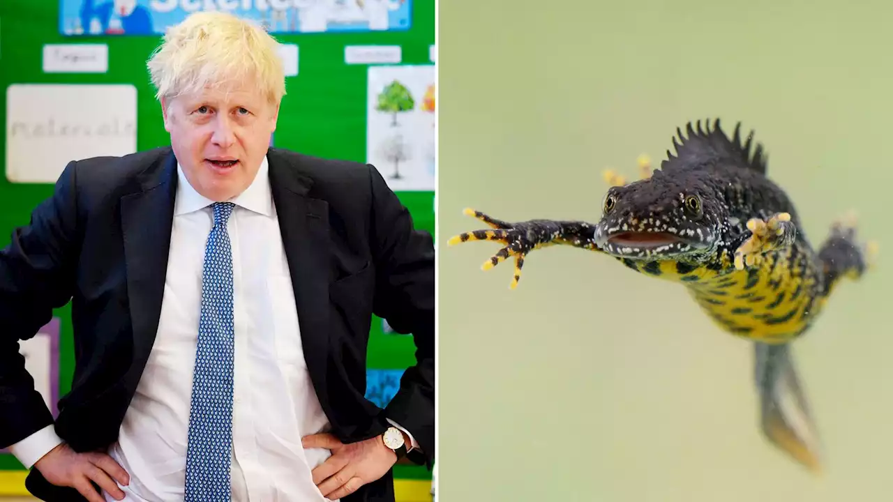 Boris Johnson vows to create 'Newtopia' for amphibians threatening his swimming pool plans