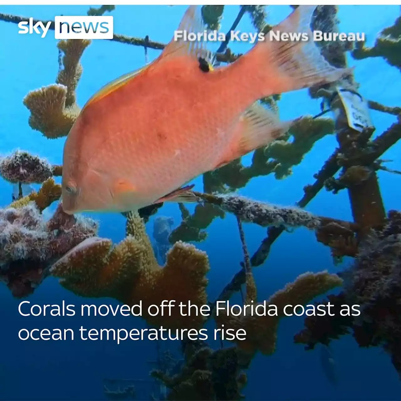 Florida: Coral nursery colonies moved to cooler waters as ocean temperatures rise