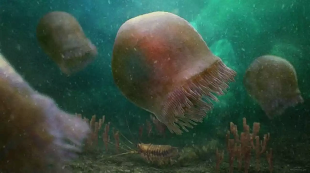 CANADA: Researchers find oldest-known species of swimming jellyfish in Burgess Shale fossils