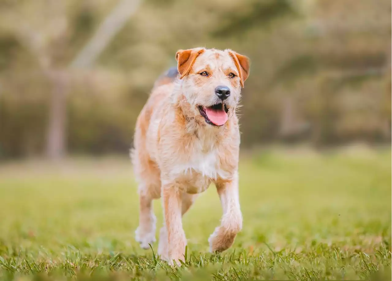 Une chienne en fugue parcourt plus de 160 kilomètres en une nuit