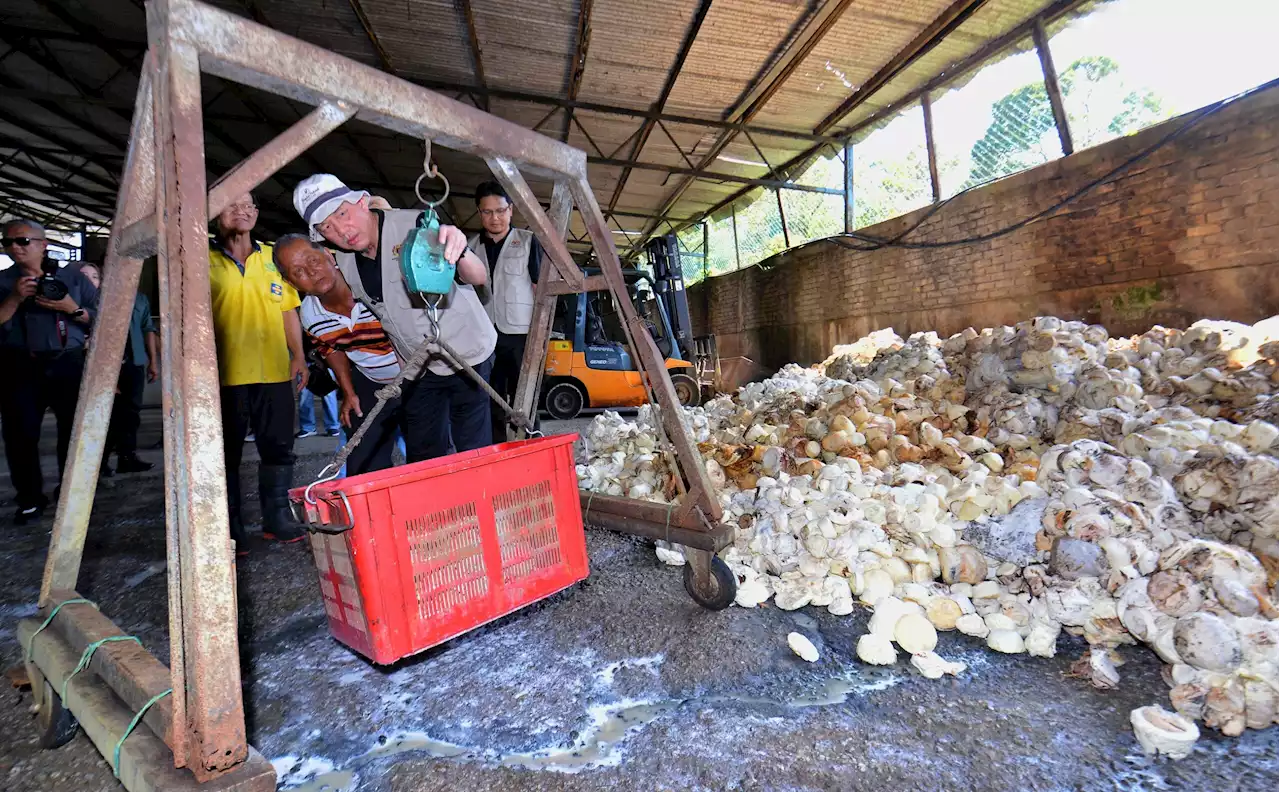 Kerajaan teliti punca pekebun kecil tidak menoreh, semak semula harga lantai getah