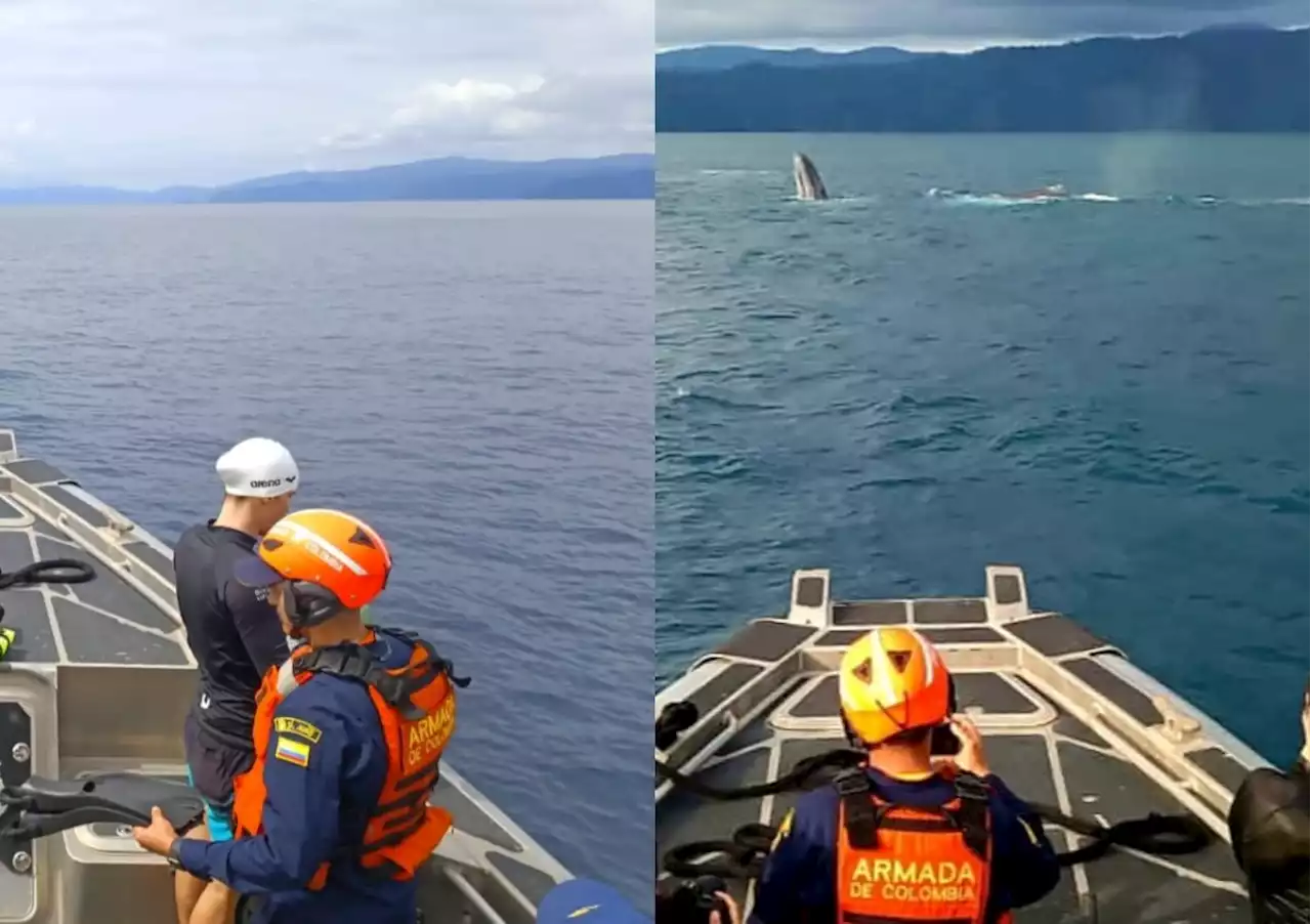 Video: liberan a ballena que se había enredado con una malla en Bahía Solano