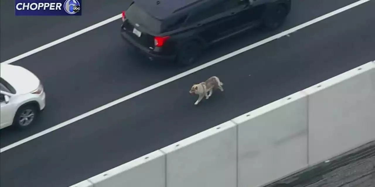 Dog spotted running loose on interstate during rush hour