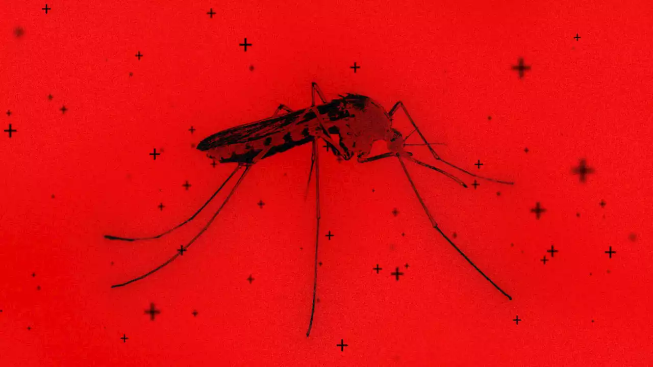 West Nile Virus, malaria cases are cropping up in the U.S. Do I need to worry?