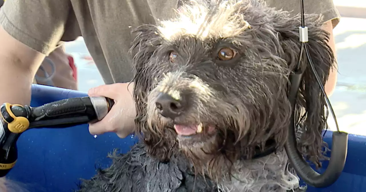 Free dog baths at Heartland Fire's 'Dog Days of Summer' event