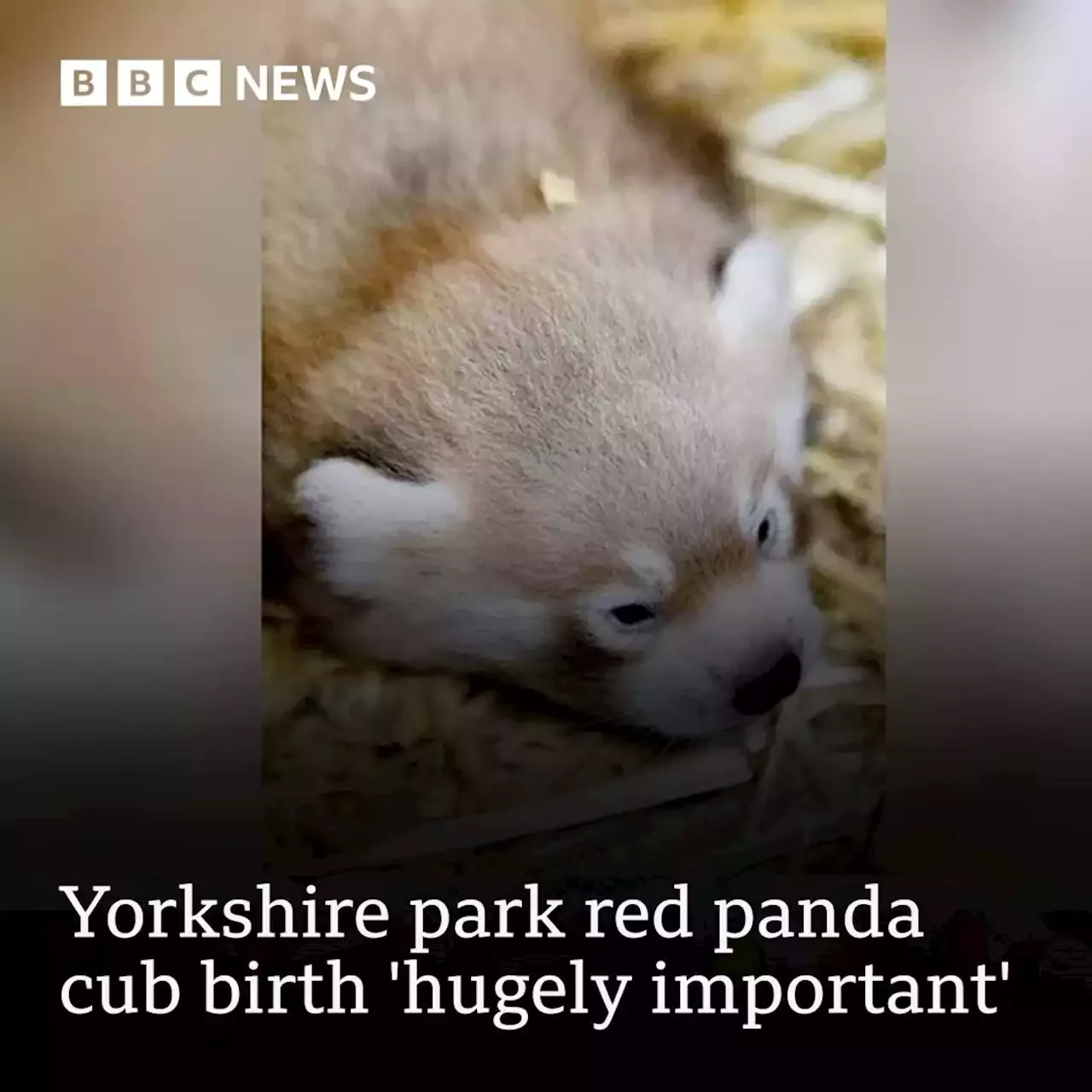 Flamingo Land red panda cub birth 'hugely important' for species