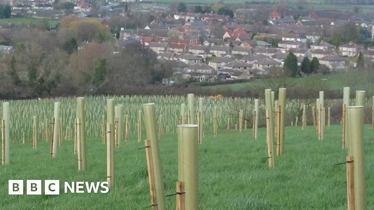 Wiltshire and Swindon get £300,000 for new tree planting