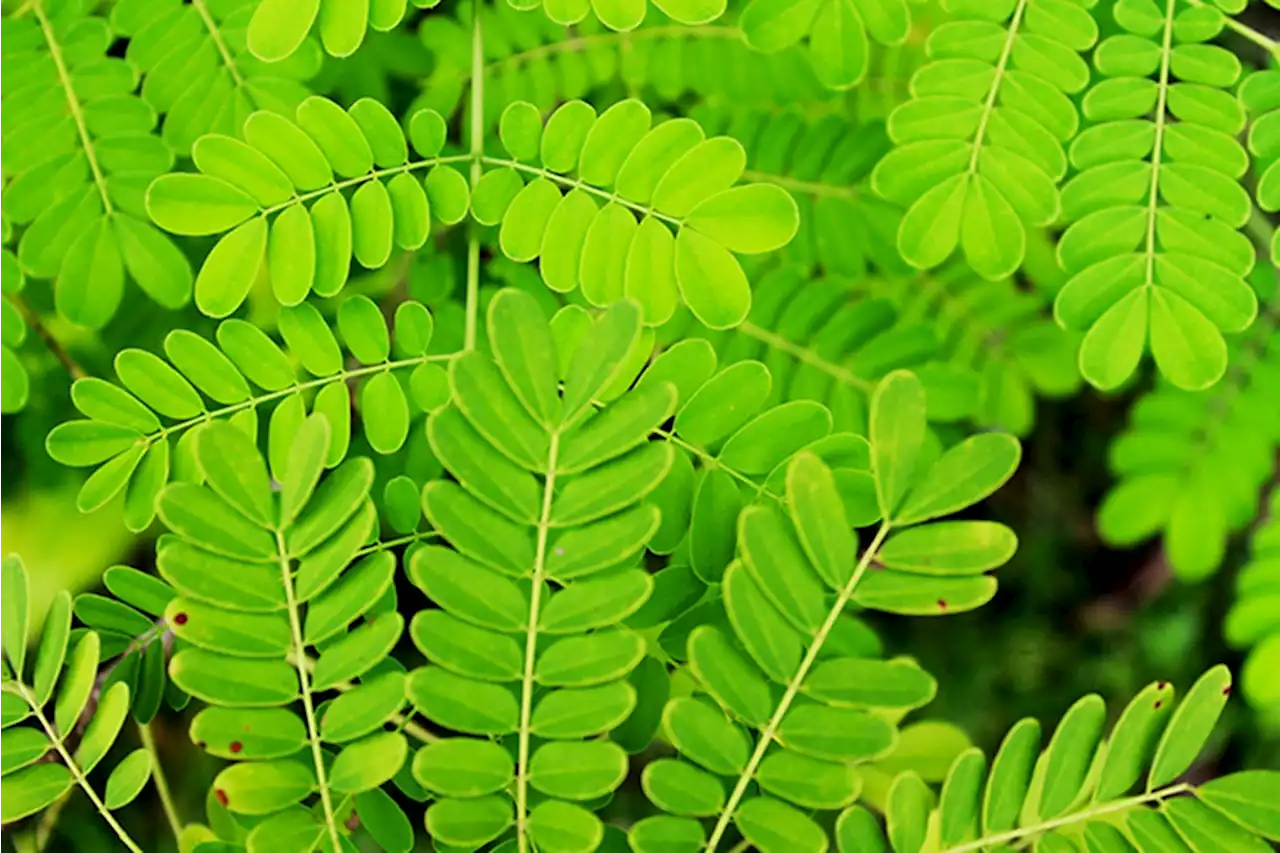 Dari Merawat Rambut hingga Mencegah Kanker, Ini 10 Manfaat Daun Saga