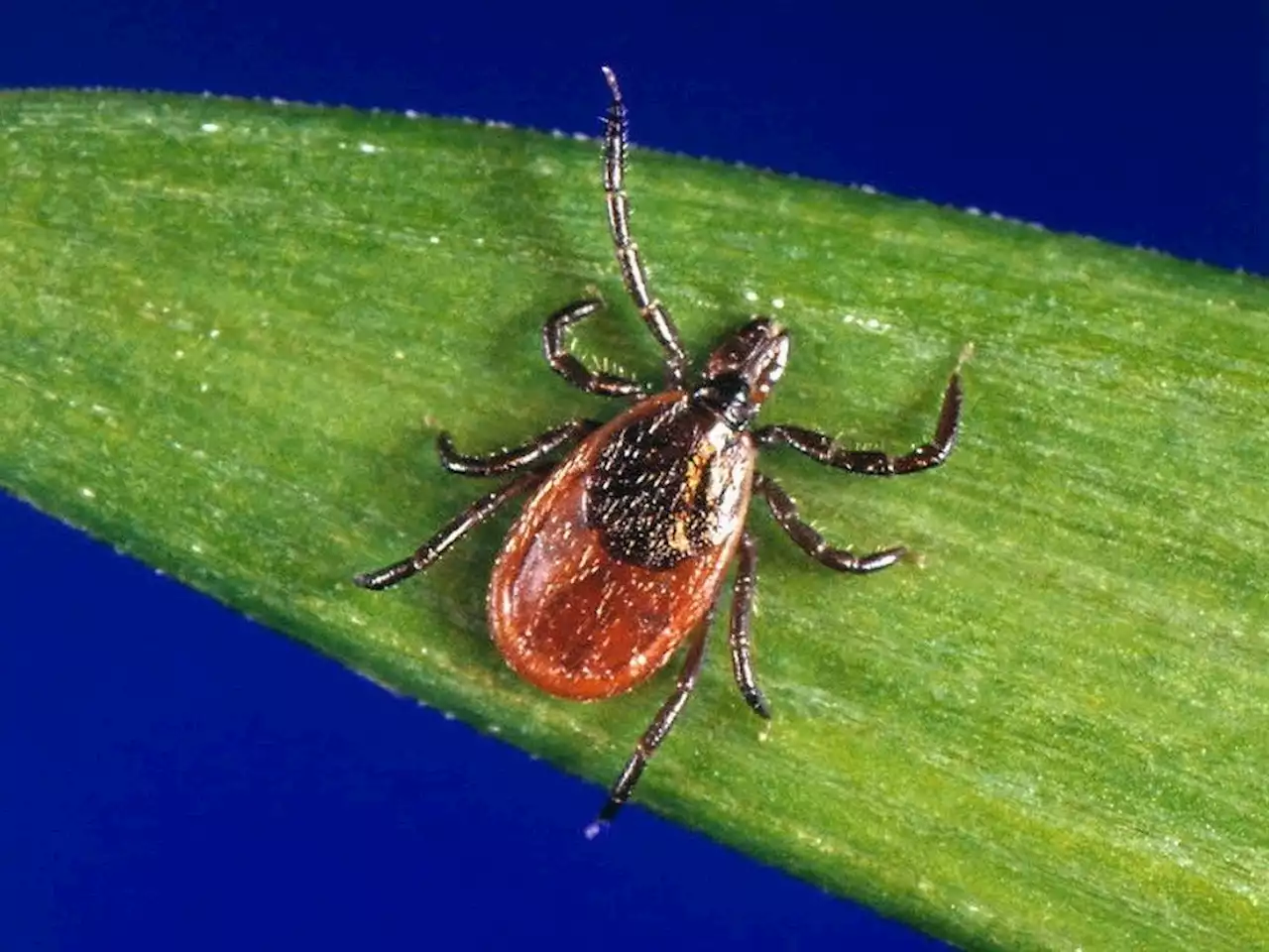 Alberta wildfires potentially pushing ticks to large city centres, says researcher