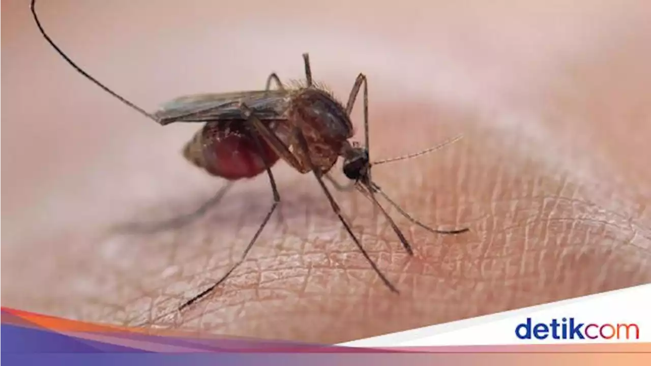 Merebak di AS, Gigitan Nyamuk Ini Dapat Sebabkan Kelumpuhan hingga Kematian