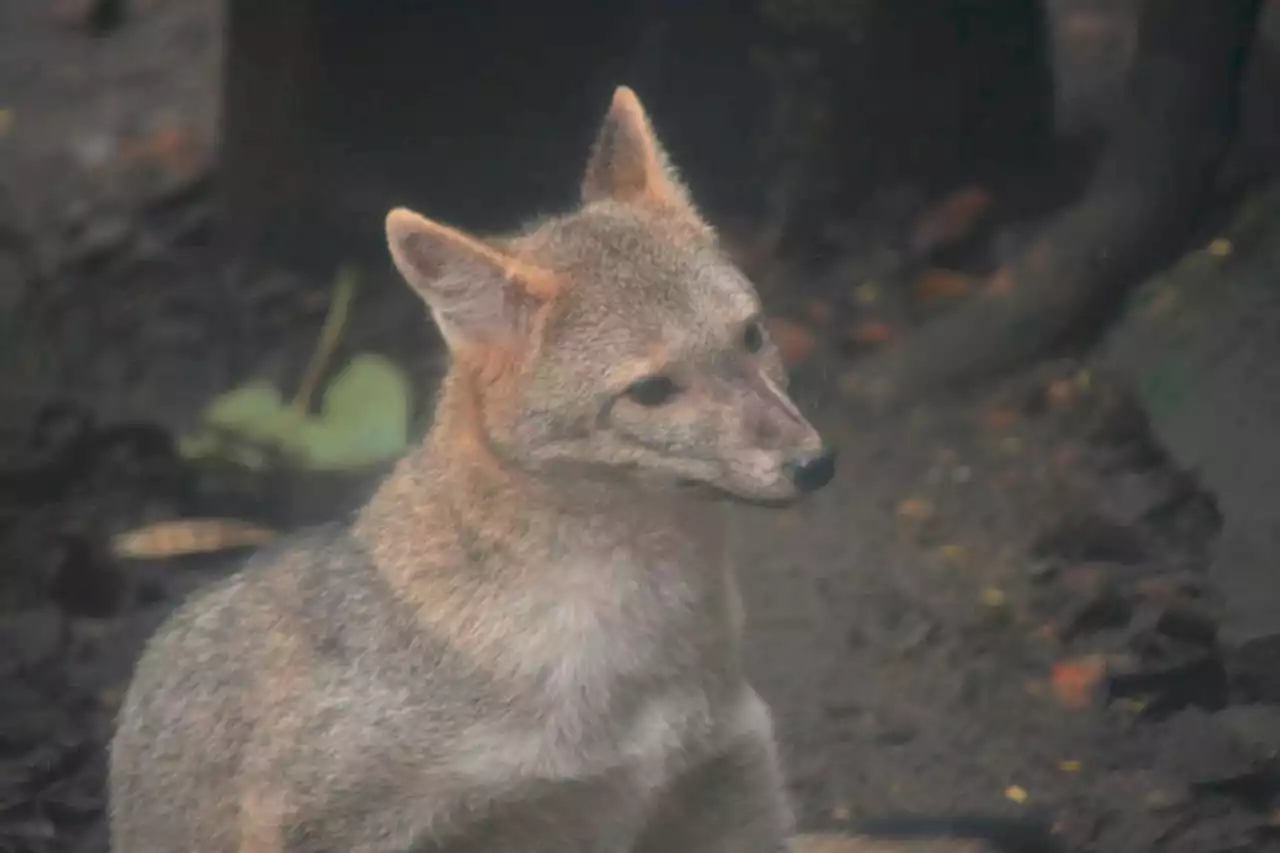 La vida salvaje vive en la UdeA y, a veces, tiene forma de perro zorro