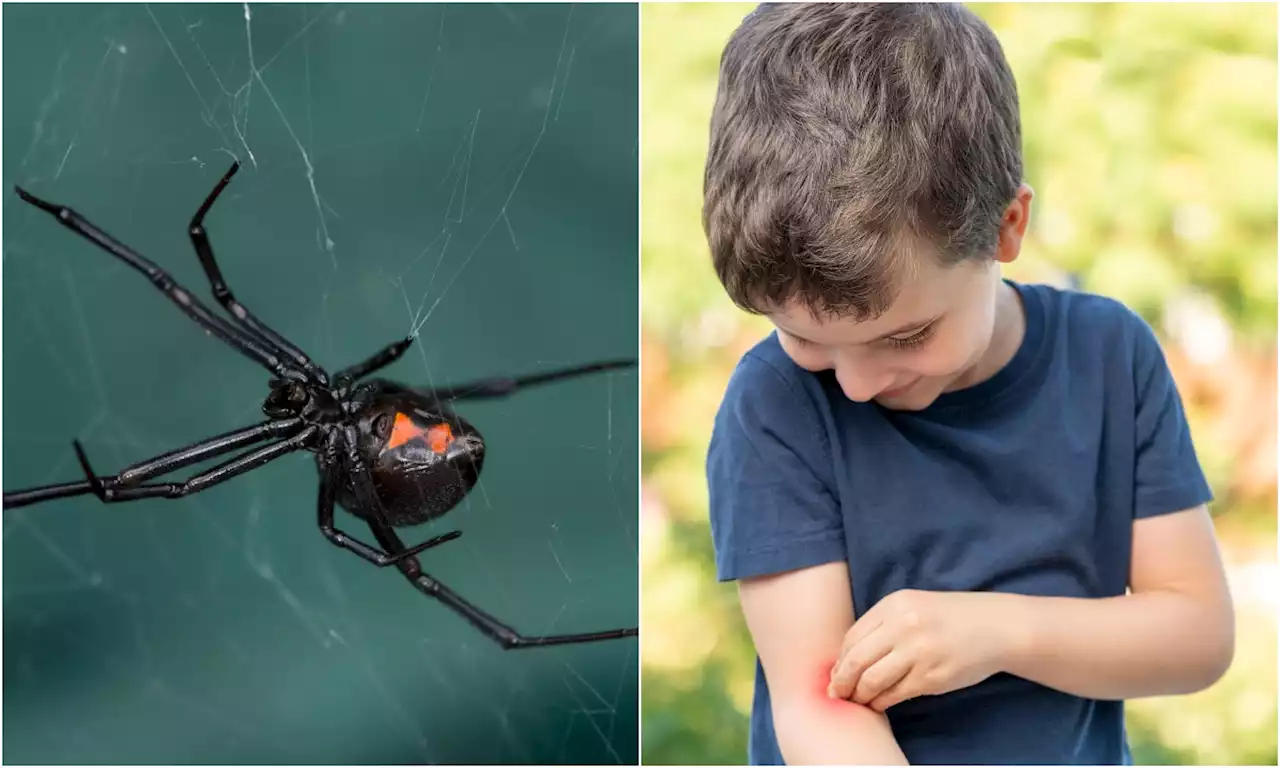 Niño se hizo picar por viuda negra para convertirse en Spider-Man: terminó en hospital