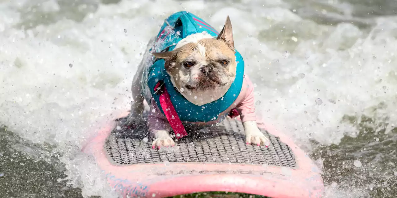 États-Unis : la Californie accueille la 11e édition des championnats du monde de surf pour chiens