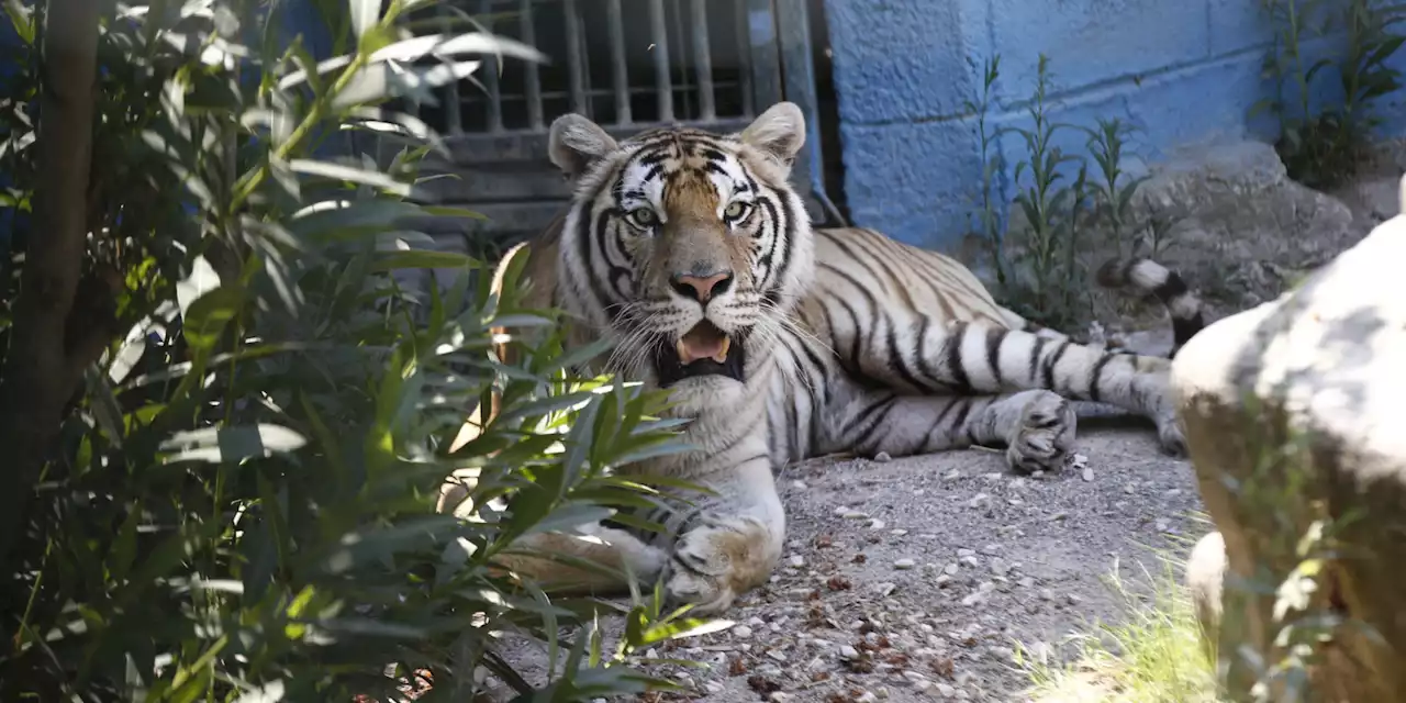 Guerre en Ukraine : des tigres ukrainiens rapatriés dans un zoo de Mayenne