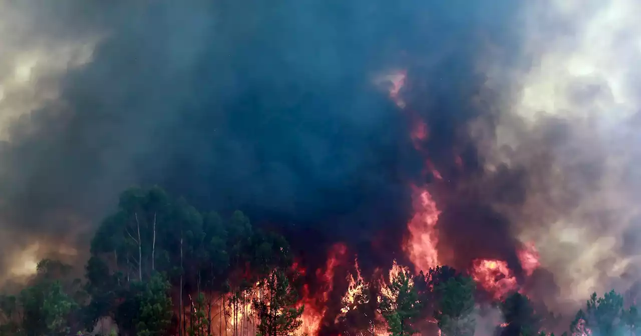 Incêndios: Castelo Branco e Odemira ainda preocupam Proteção Civil