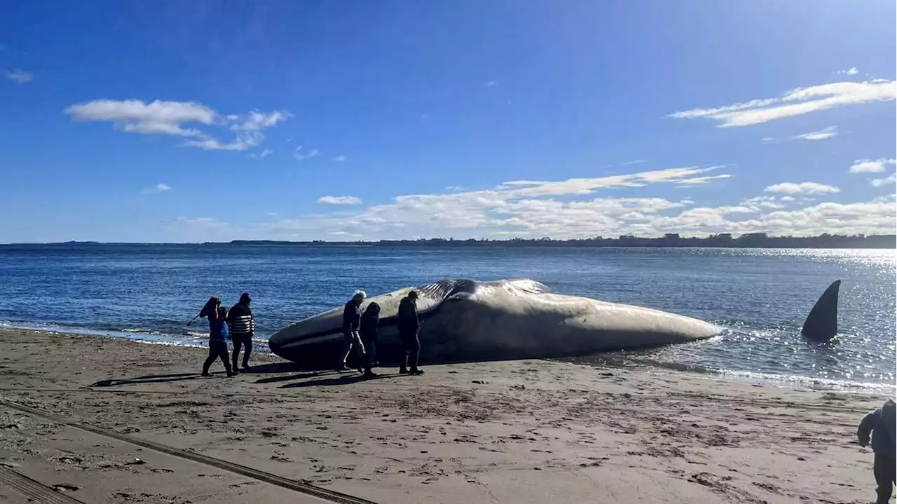 Chili : une baleine bleue s'échoue sur une plage après avoir dérivé en mer