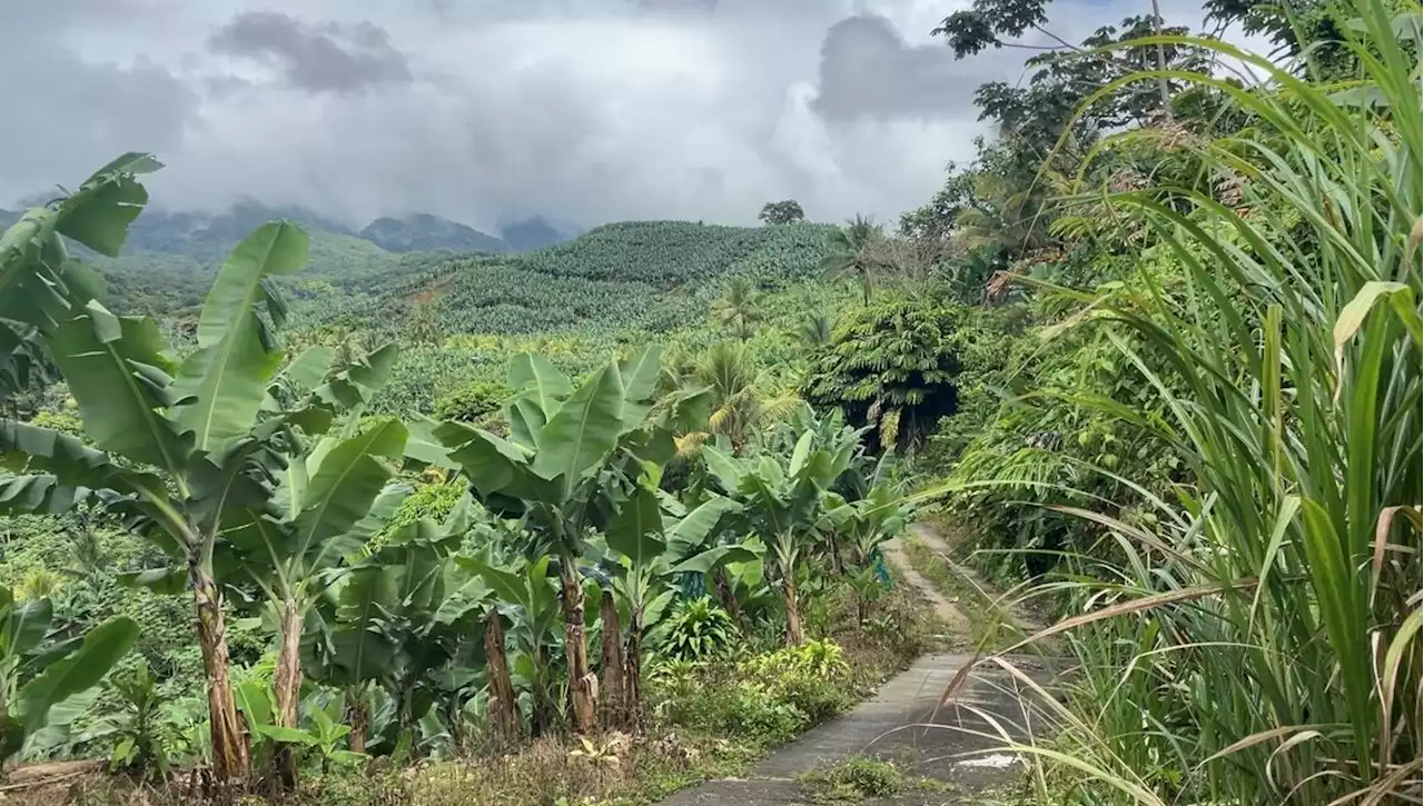 Guadeloupe, comment vivre dans un paysage chlordéconé (1) : état des lieux après le non-lieu