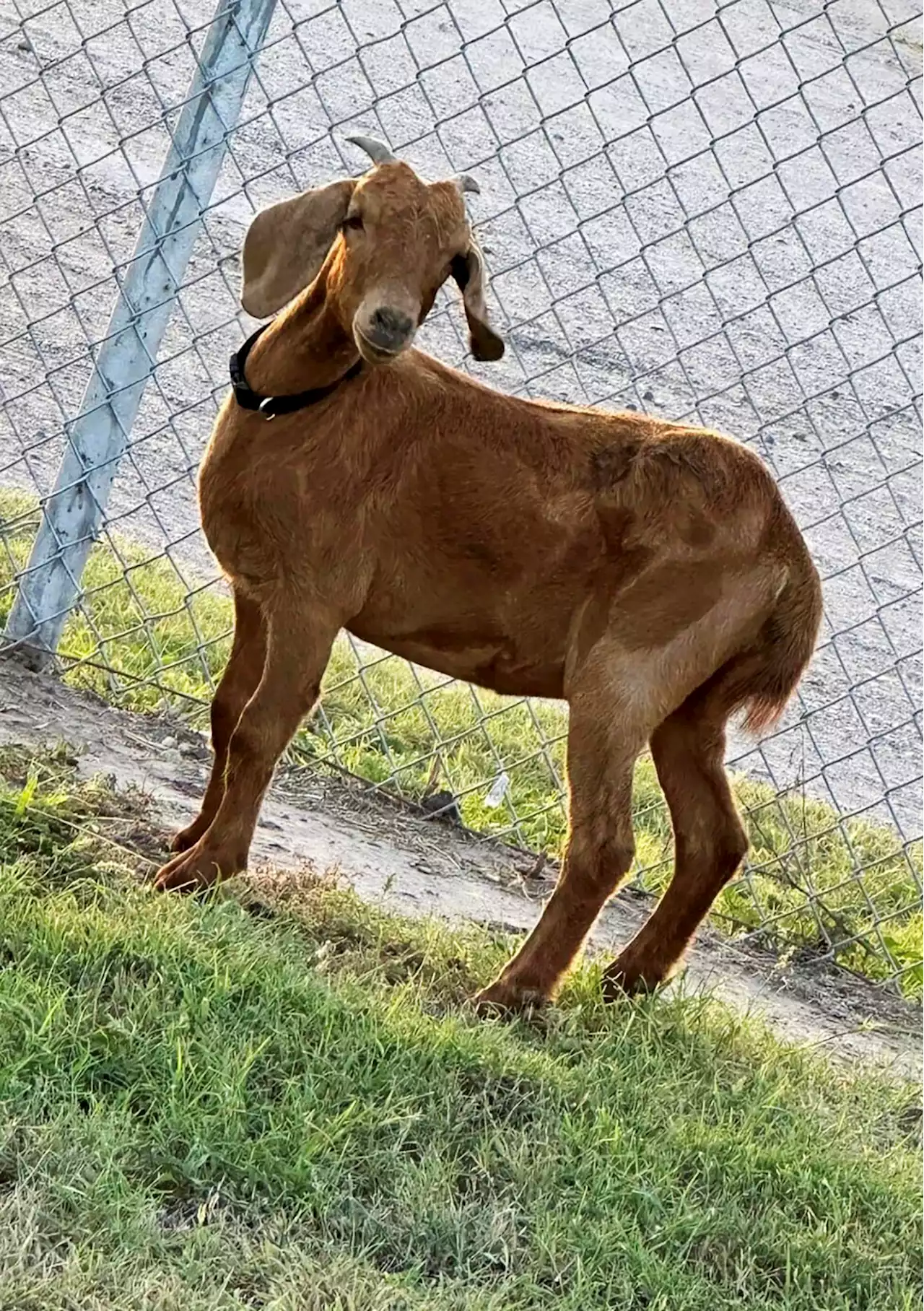 Texans Wrangle 'Willy' The Rodeo Goat Following Wild Weekslong Chase