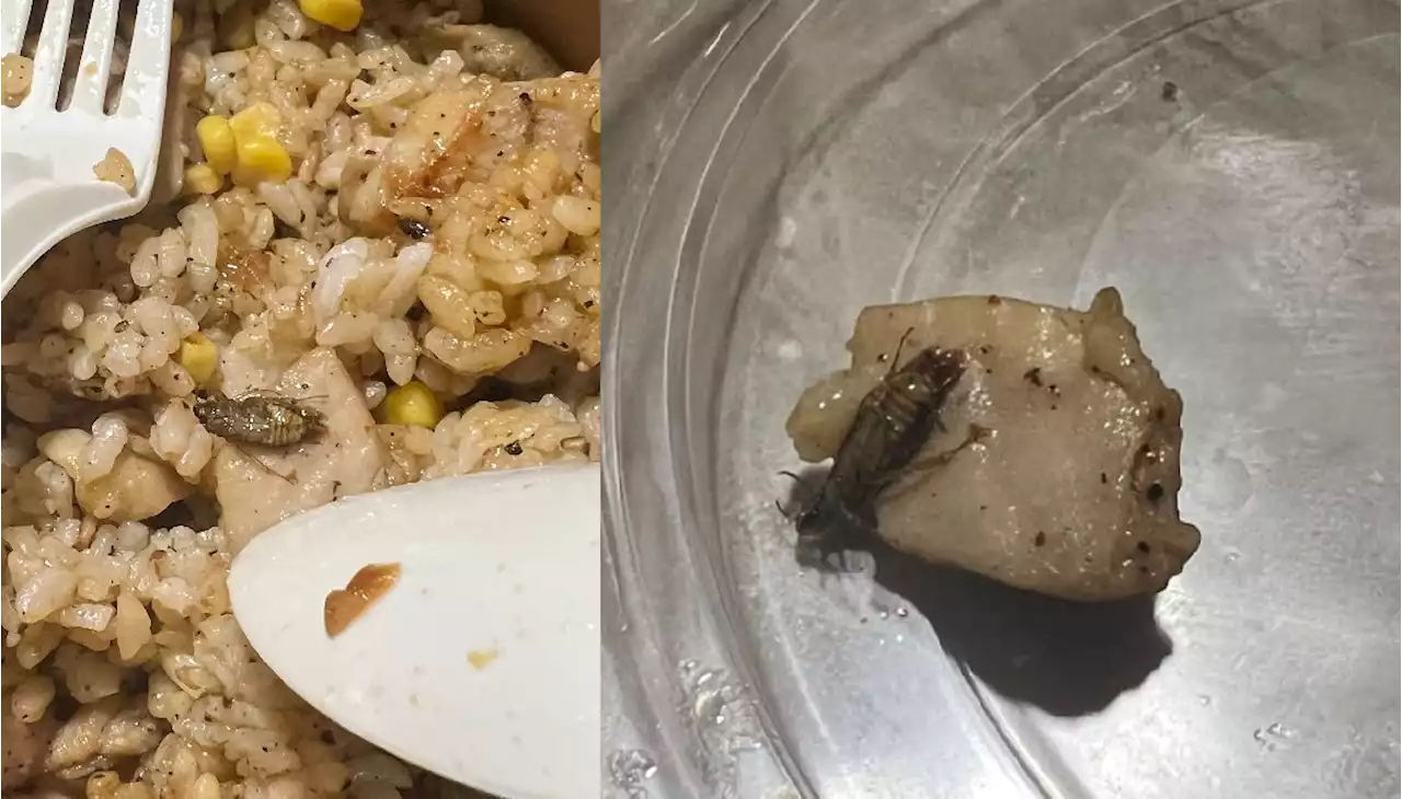 Girl traumatised after allegedly finding cooked cockroach in Pepper Lunch Express meal - Singapore News