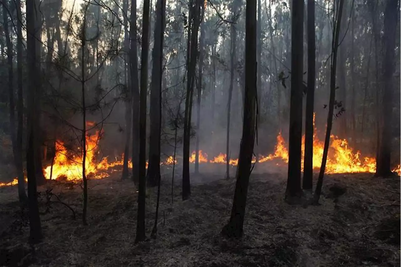 Odemira. Quatro localidades evacuadas devido a incêndio