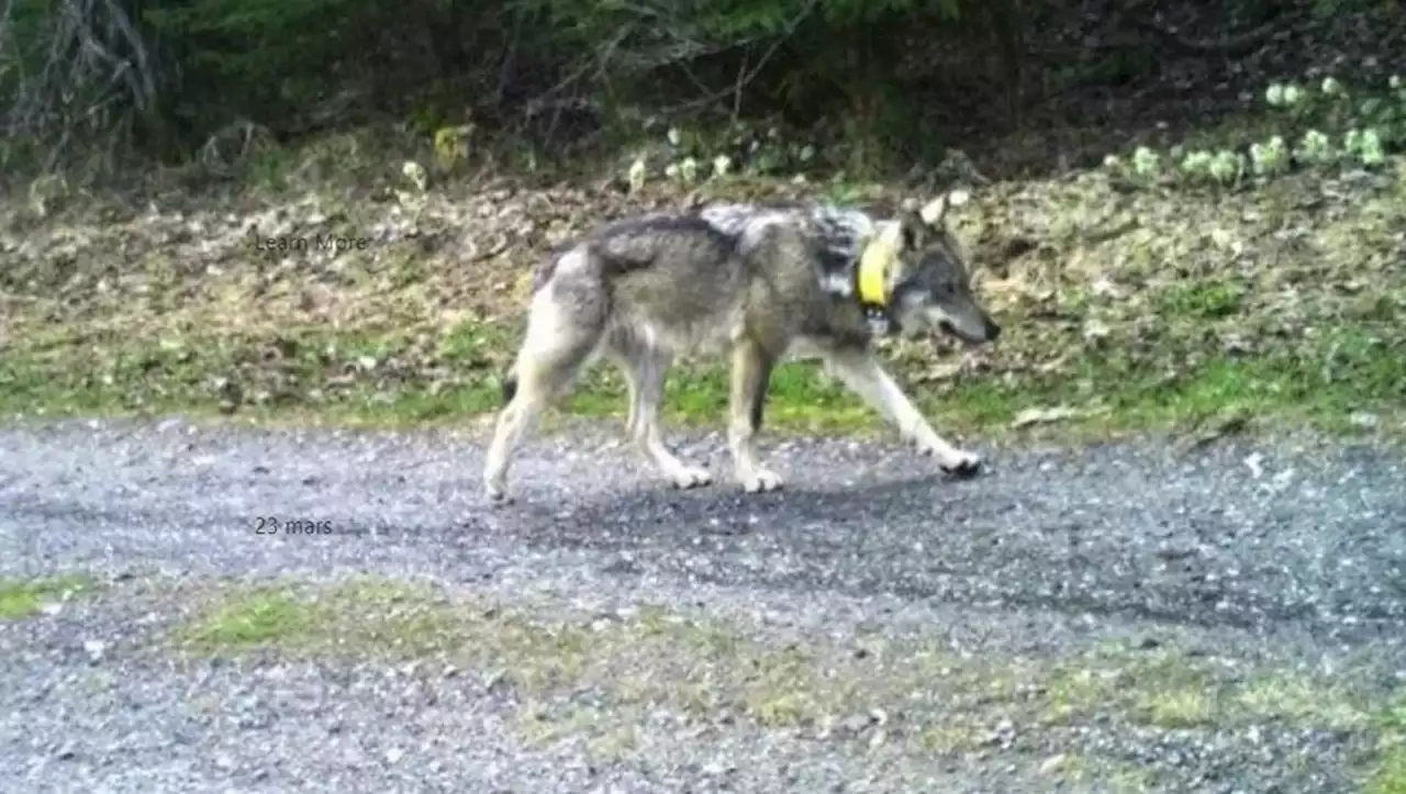 [VIDEO] Un enfant de 9 ans soupçonné d'avoir tué un loup en Hongrie