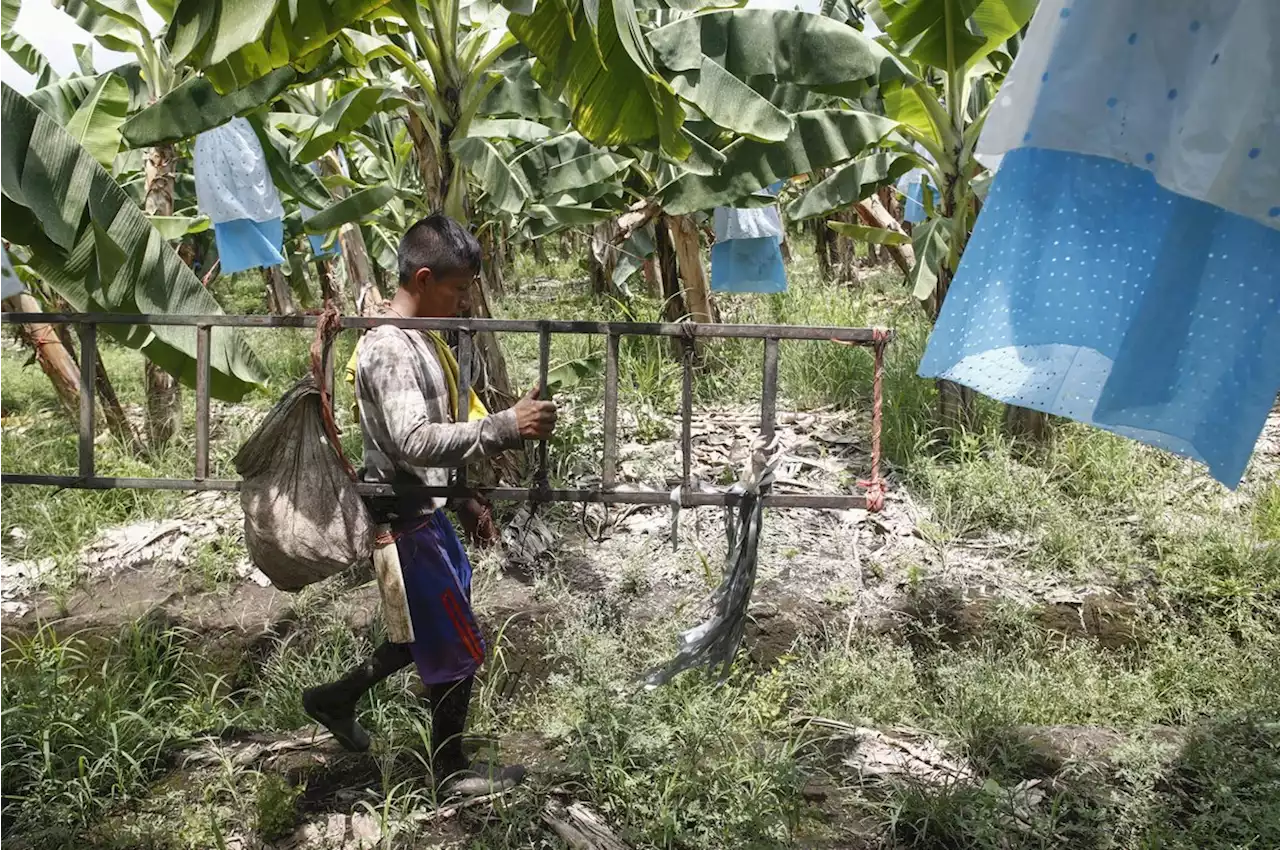 La Jornada: Campesinos, el eslabón más débil de una voraz cadena alimenticia