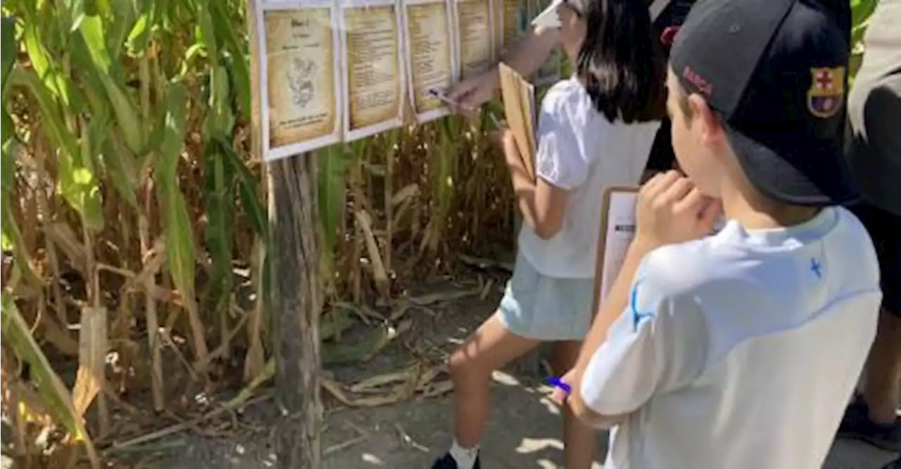 À Entraigues, un labyrinthe de maïs pour apprentis chevaliers