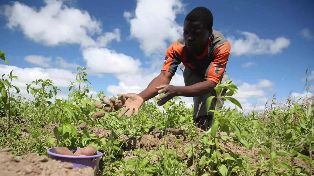 2023: As Farmers Groan Again Under The New Farming Season