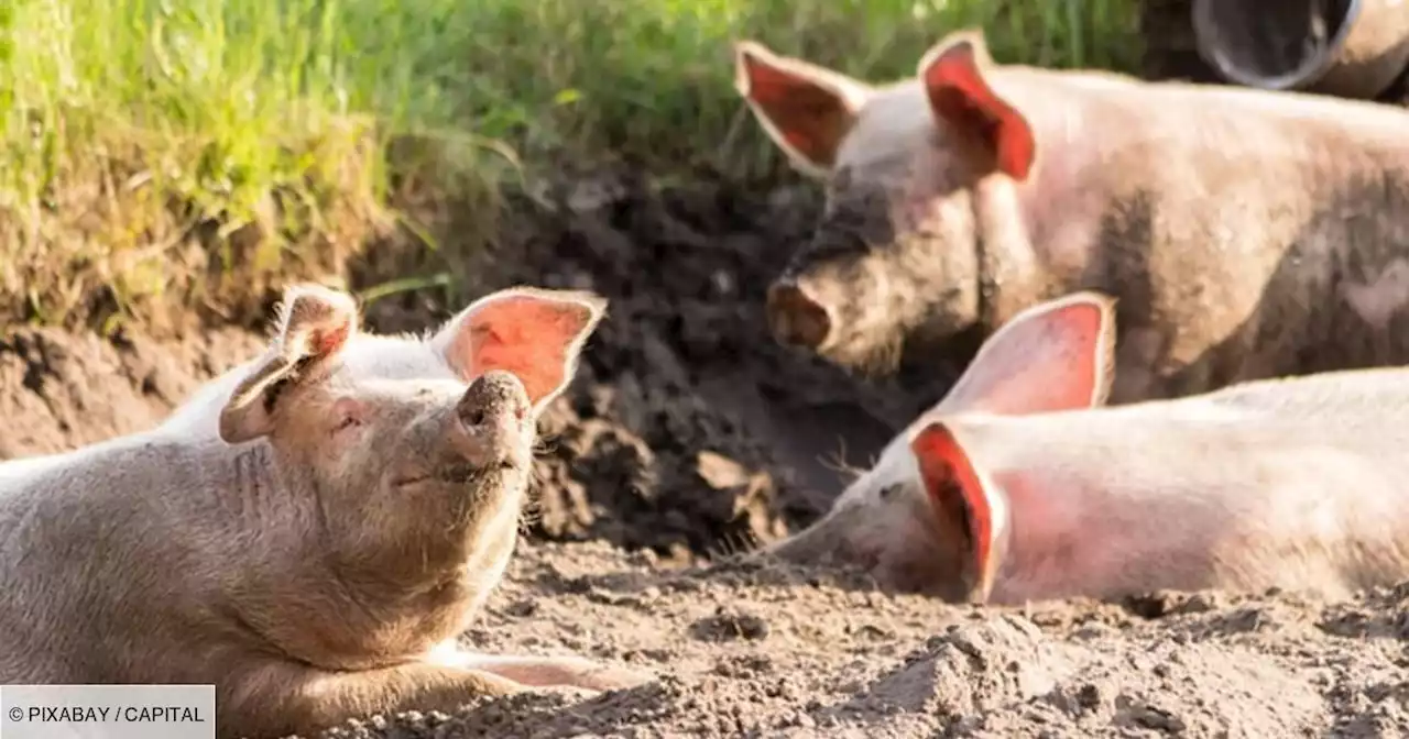 Haut-Rhin : un élevage de cochons fait vivre un calvaire aux habitants