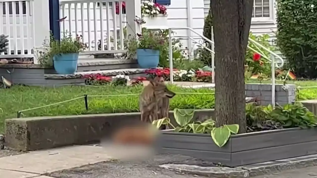 Coyote sightings in a Boston neighborhood have residents on edge