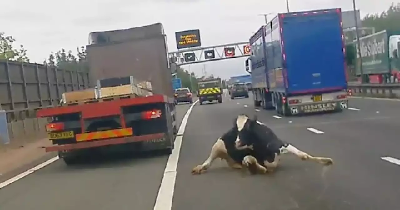 Vacas cayeron de un camión en movimiento en plena autopista y sufrieron graves lesiones