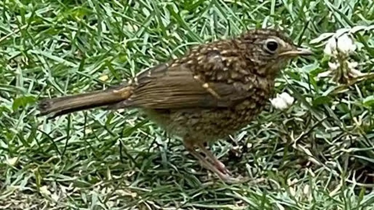 Deze vogel herken je (nog) niet want dat zou agressie oproepen, weet Frans