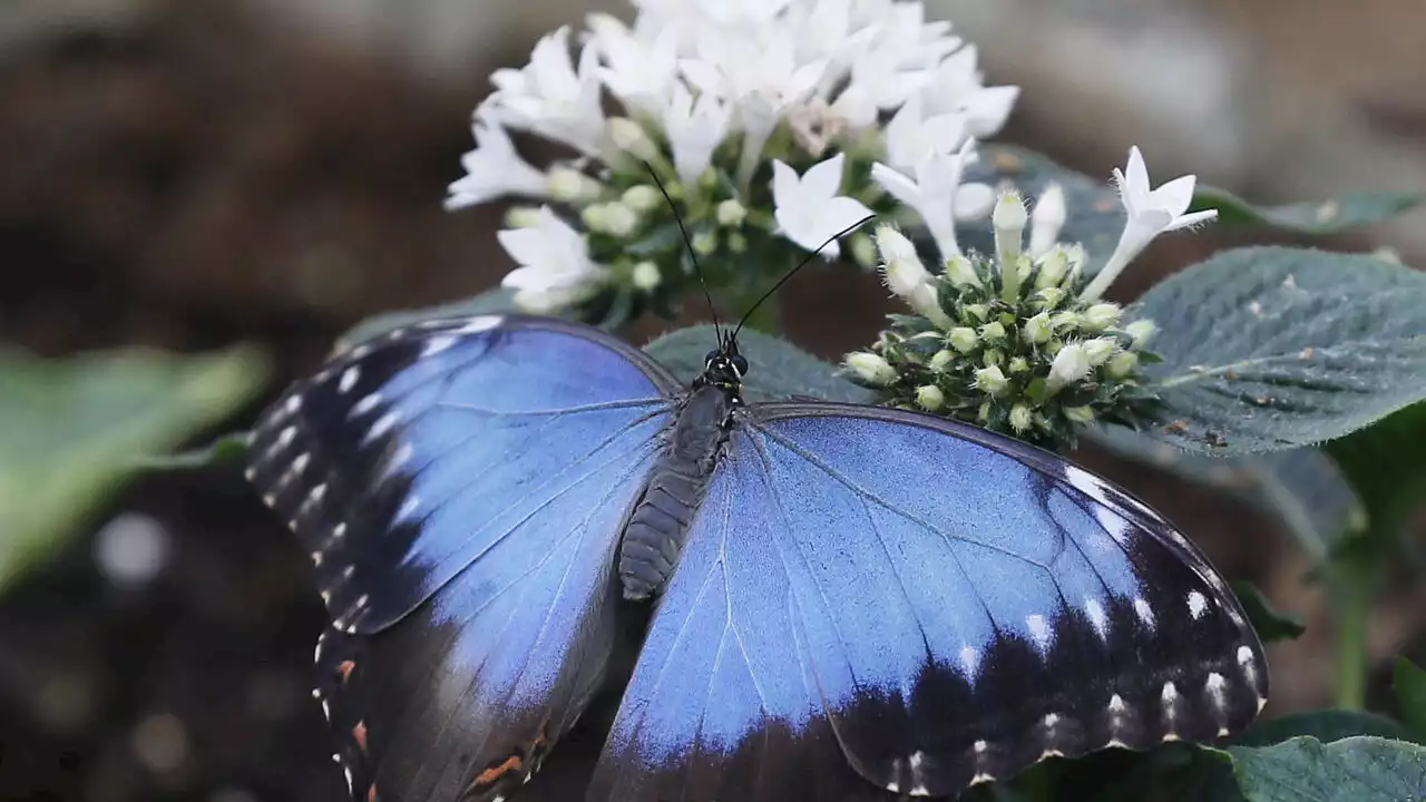 Royaume-Uni: recenser les papillons pour évaluer l'état de la biodiversité