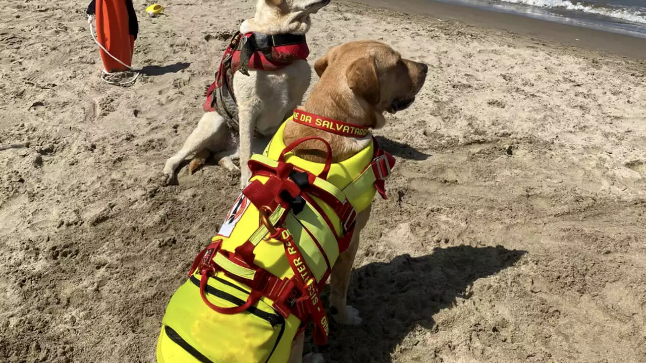 Due uomini rischiano di annegare a causa della corrente: salvati dai cani bagnini