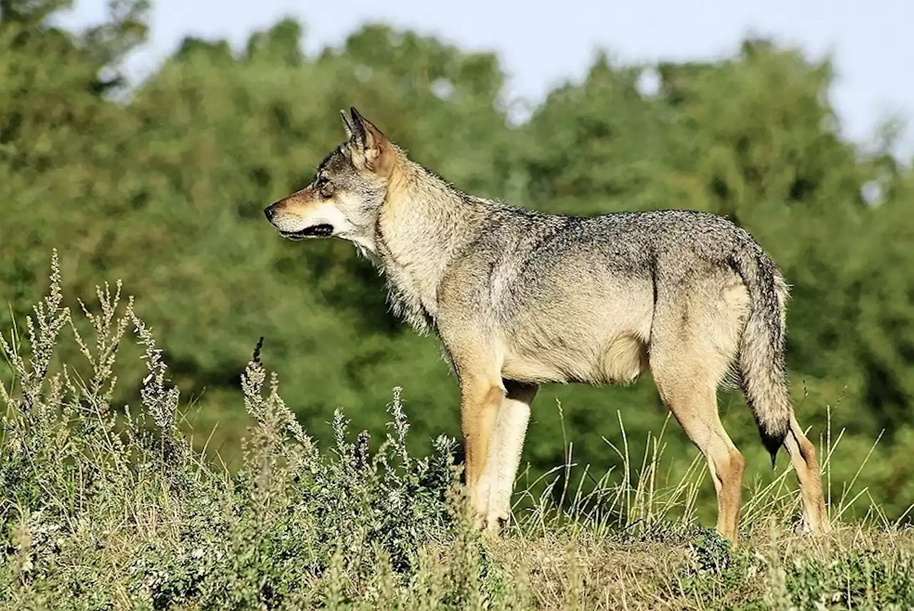 Wolf tötet Kalb auf Alp