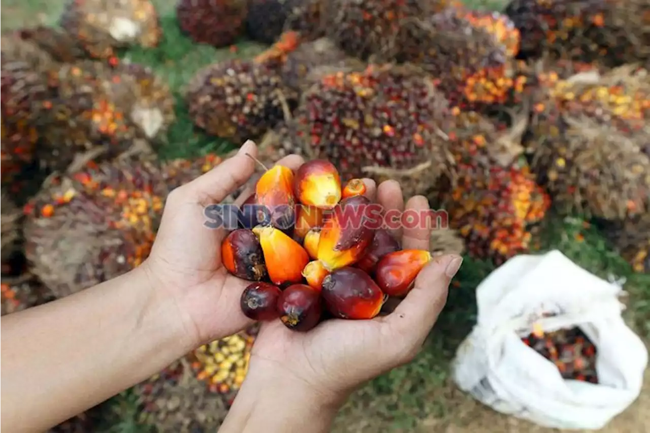 5 Negara Penghasil Kelapa Sawit Terbesar Dunia, Apakah Indonesia Masih Jadi Raja?