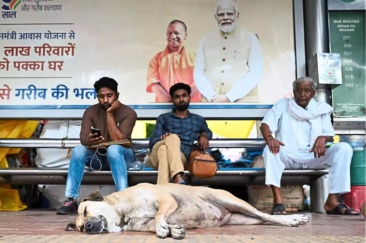 New Delhi to hide street dogs ahead of G20 summit